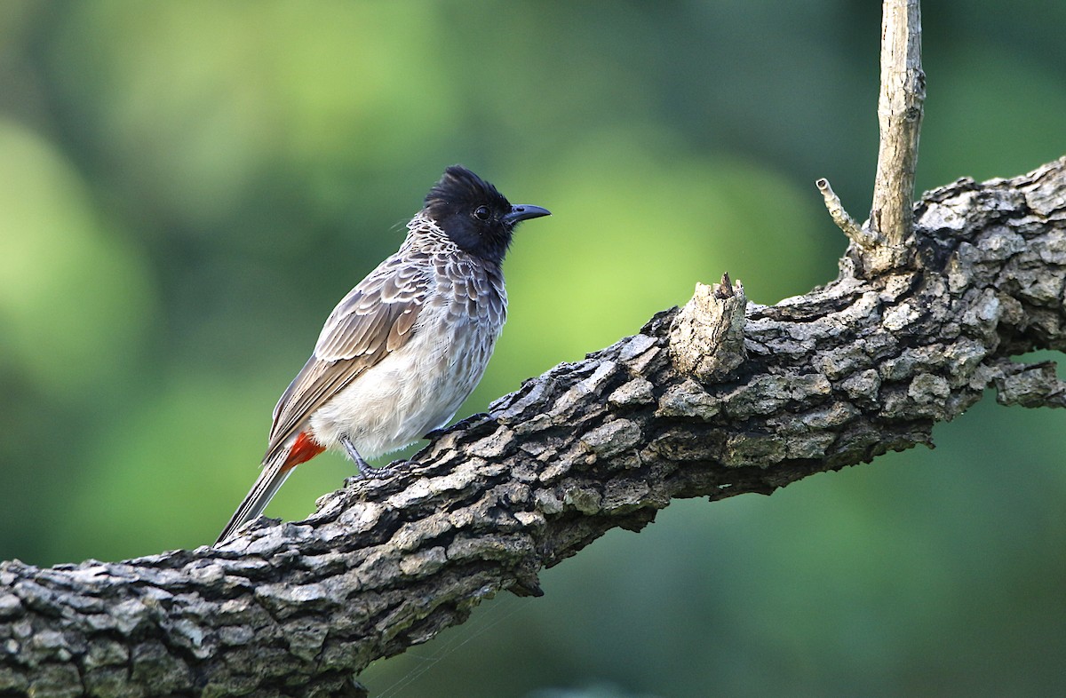 Red-vented Bulbul - ML250676581