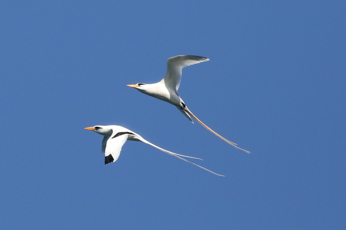 White-tailed Tropicbird - Peter Crosson