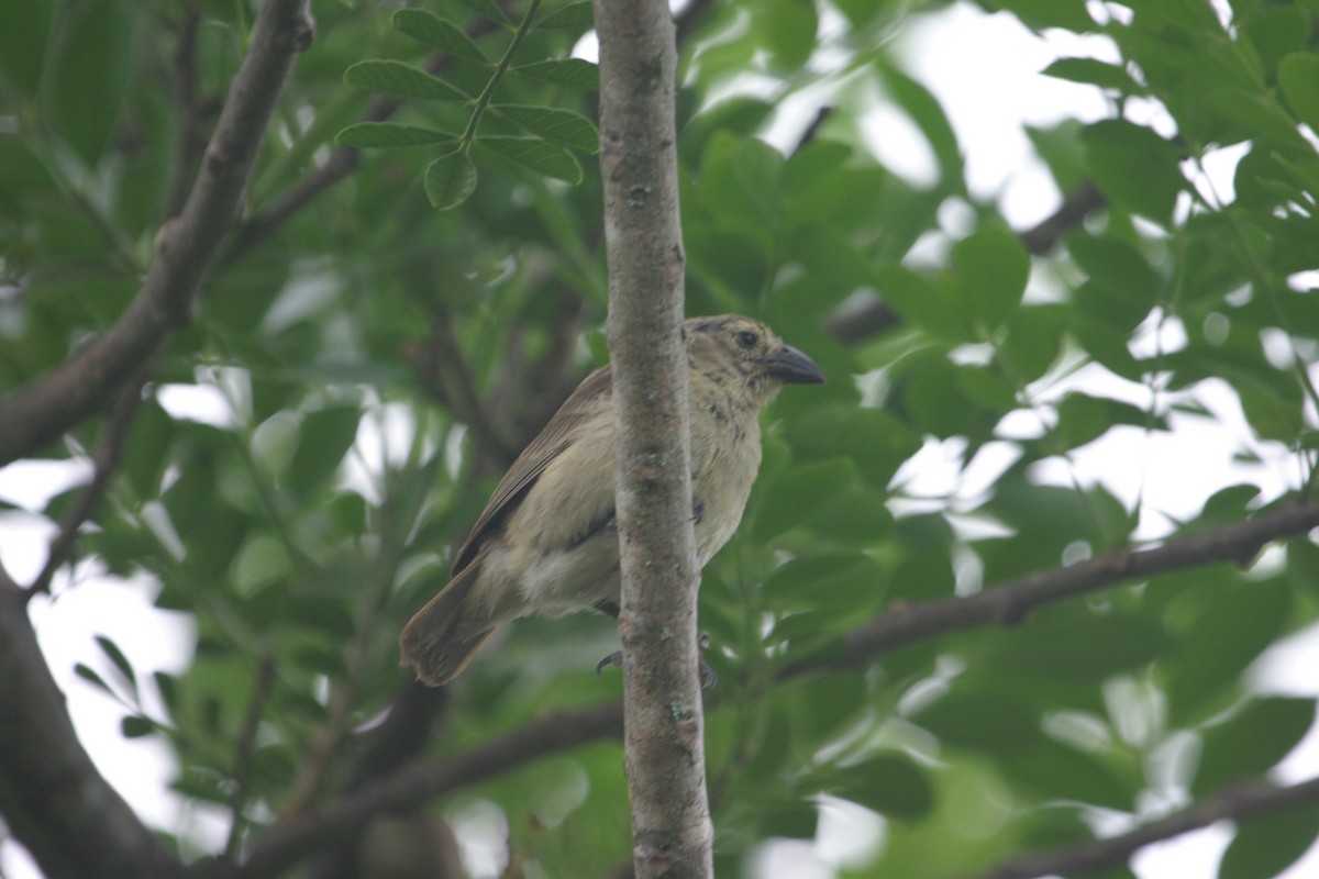 Woodpecker Finch - ML250682141