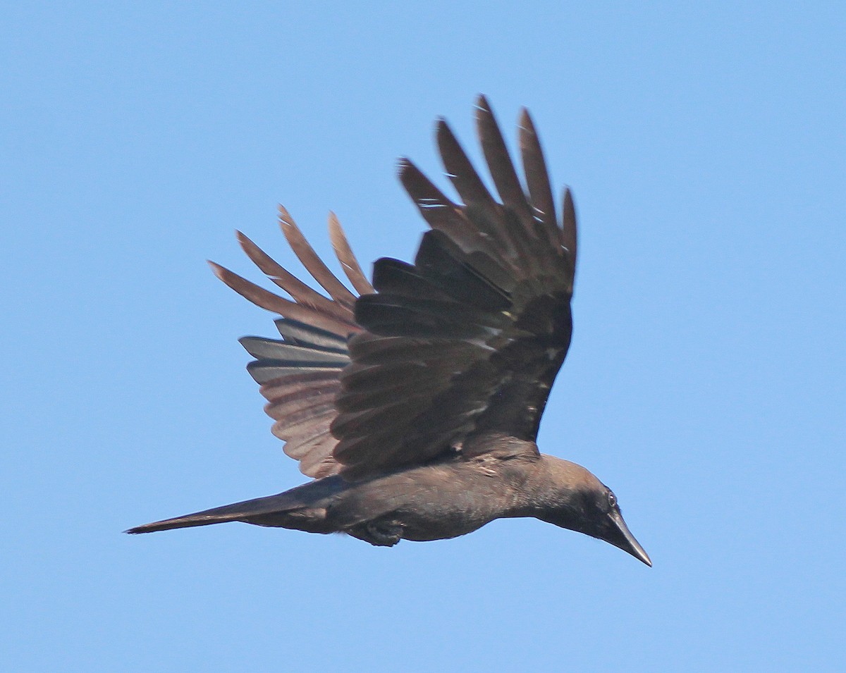 House Crow - Neoh Hor Kee