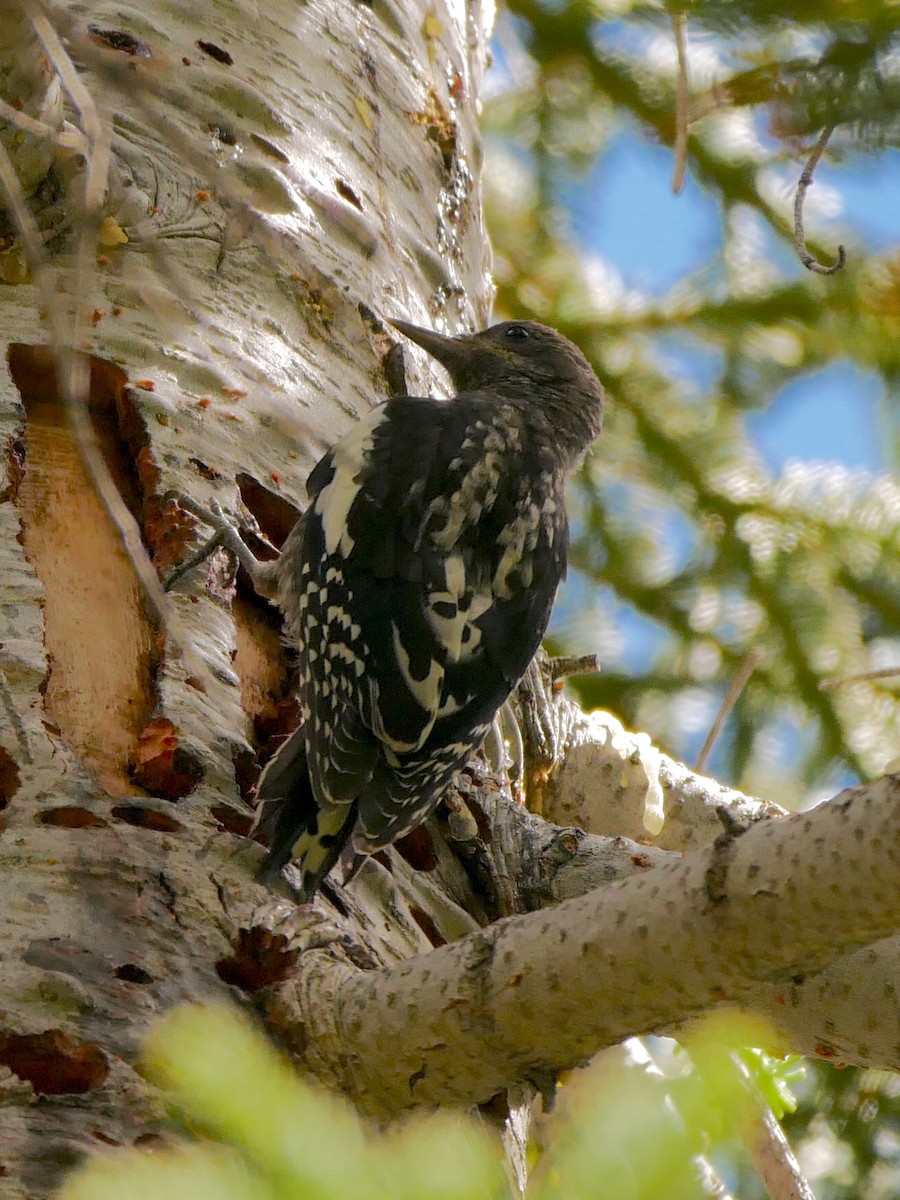 Red-breasted Sapsucker - ML250693781