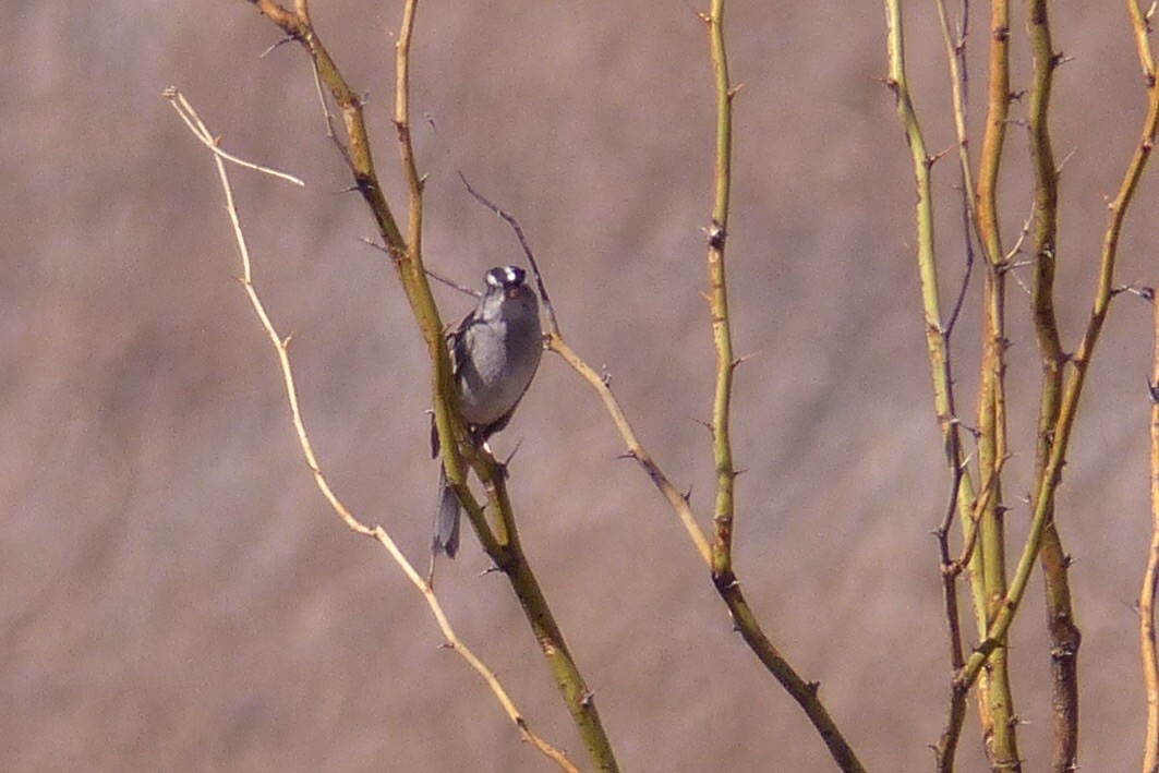 White-crowned Sparrow - Susan Voelker