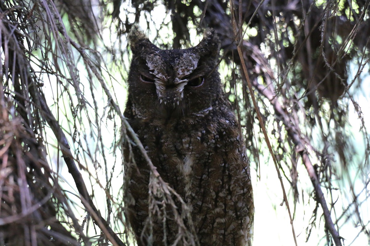 Madagascar Scops-Owl (Rainforest) - Alec Crawford