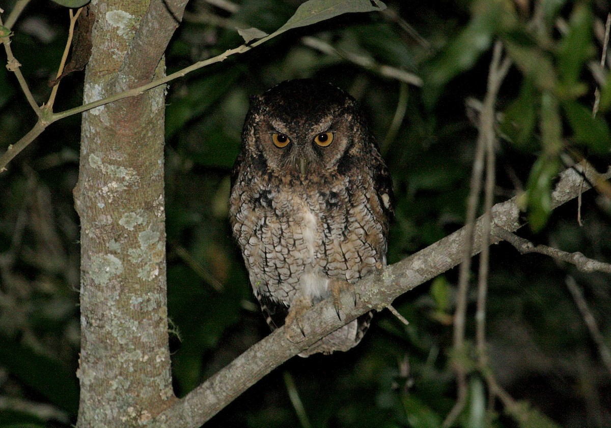 Long-tufted Screech-Owl - João Gava Just