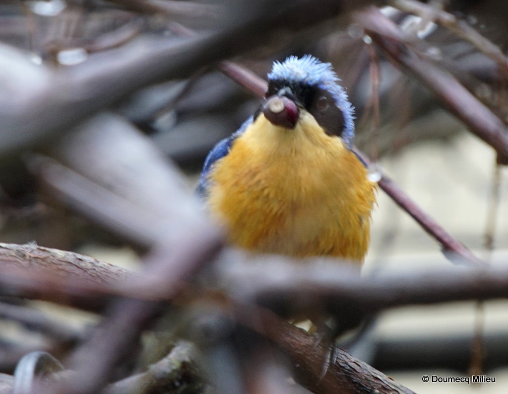Fawn-breasted Tanager - ML250702441