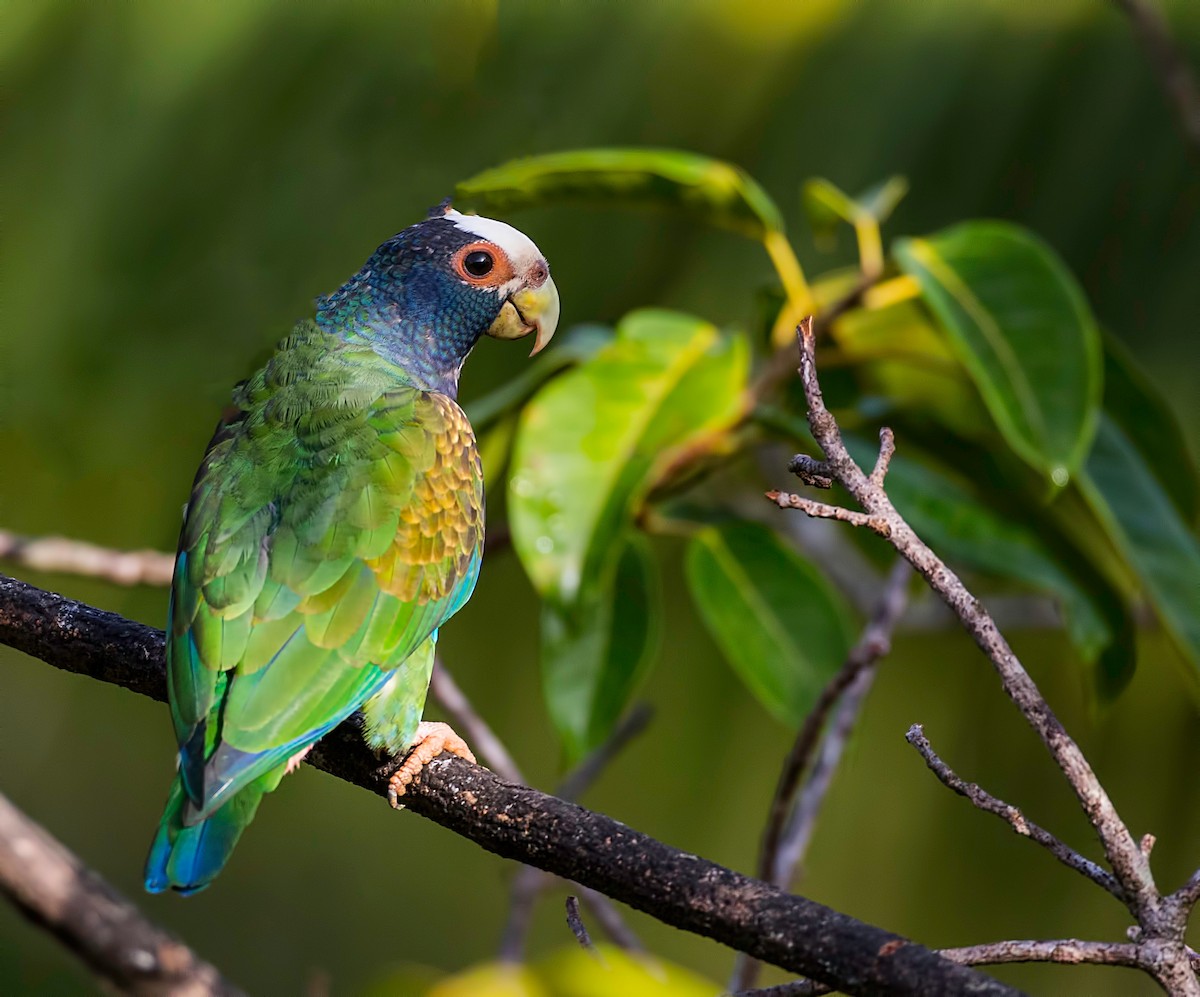 White-crowned Parrot - ML250708371