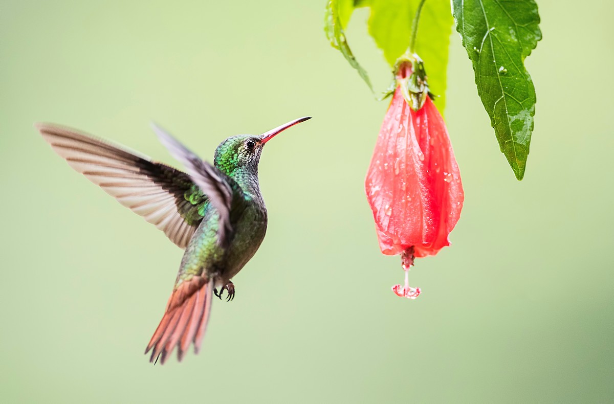 Rufous-tailed Hummingbird - Pascal De Munck