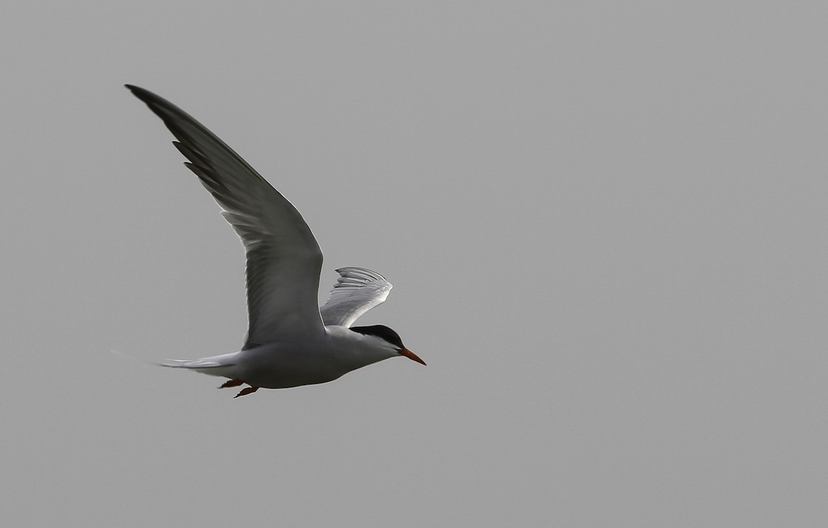 Common Tern - Sayam U. Chowdhury
