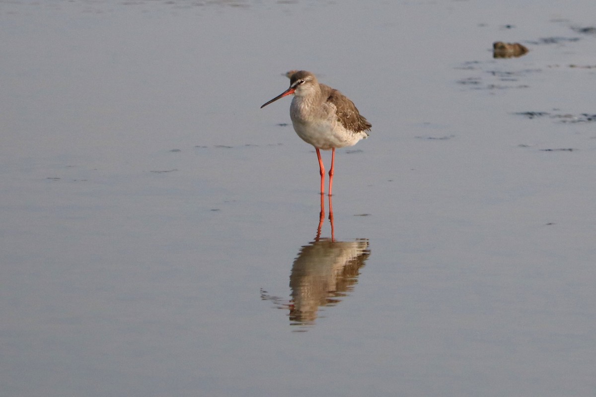 Spotted Redshank - Susan Drown
