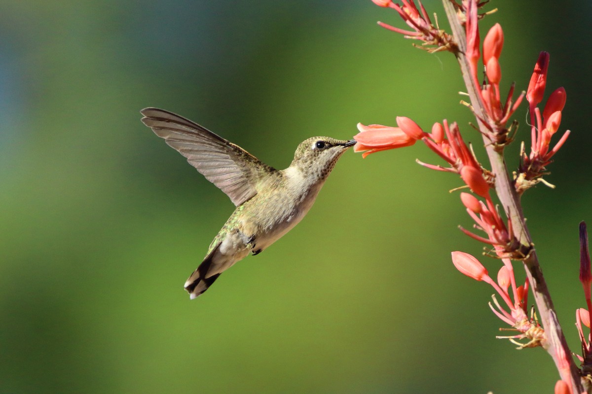 Black-chinned Hummingbird - ML250713071
