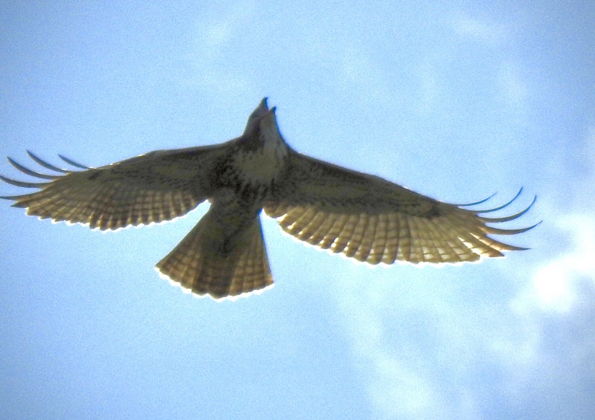 Red-tailed Hawk - Florida Birder