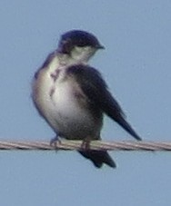 Blue-and-white Swallow - Mary Beth Stowe