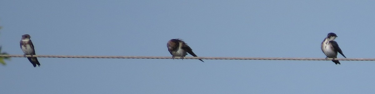 Blue-and-white Swallow - ML250715261