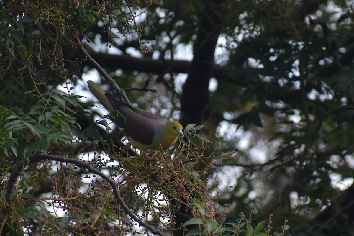 Wedge-tailed Green-Pigeon - ML250724491