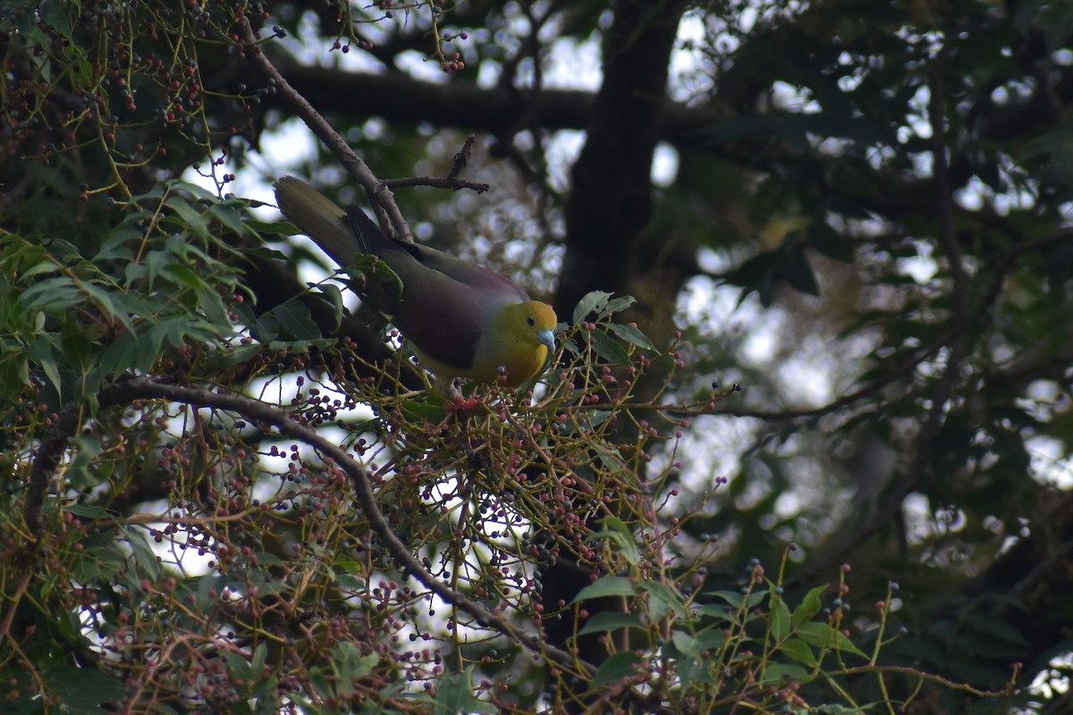 Wedge-tailed Green-Pigeon - ML250725541