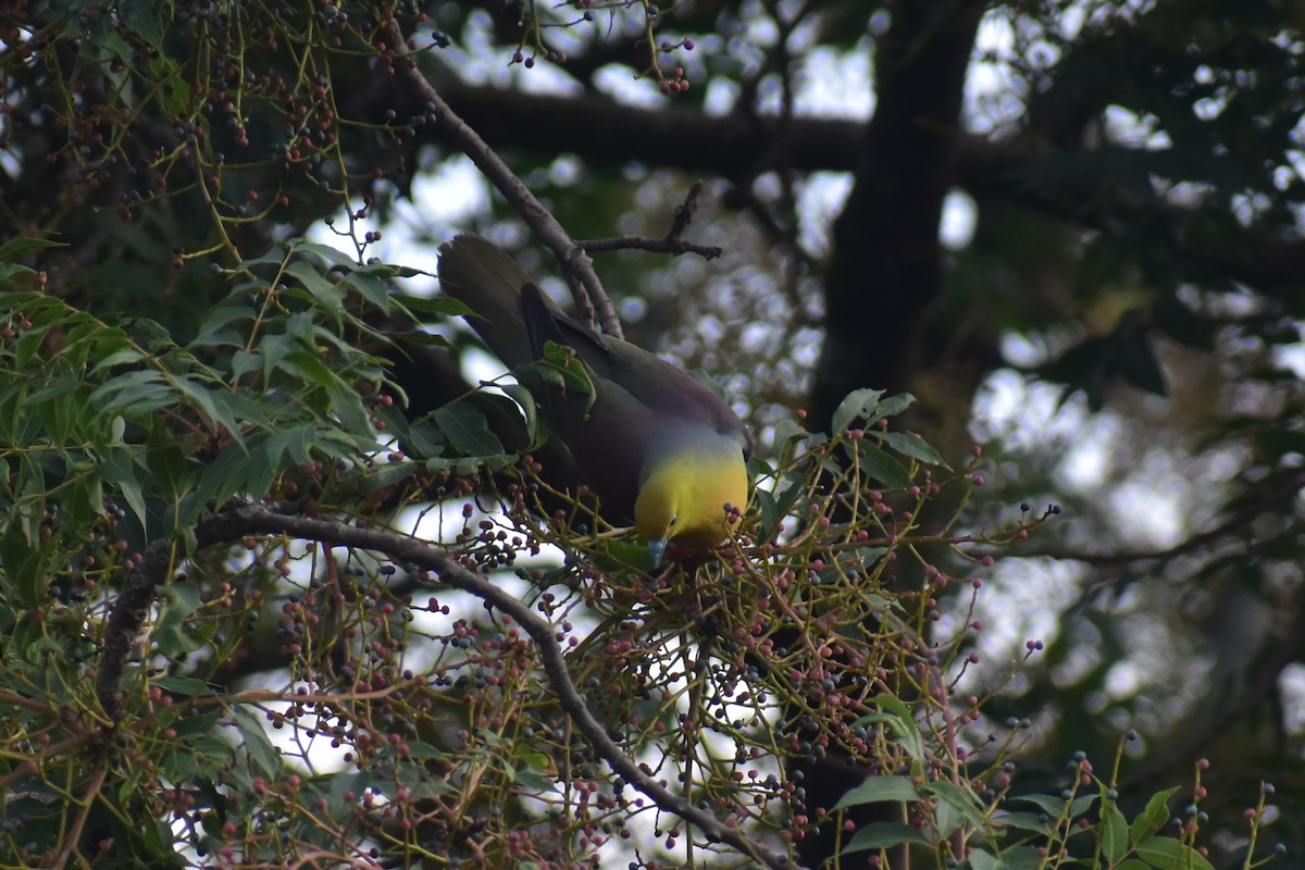 Wedge-tailed Green-Pigeon - ML250725651