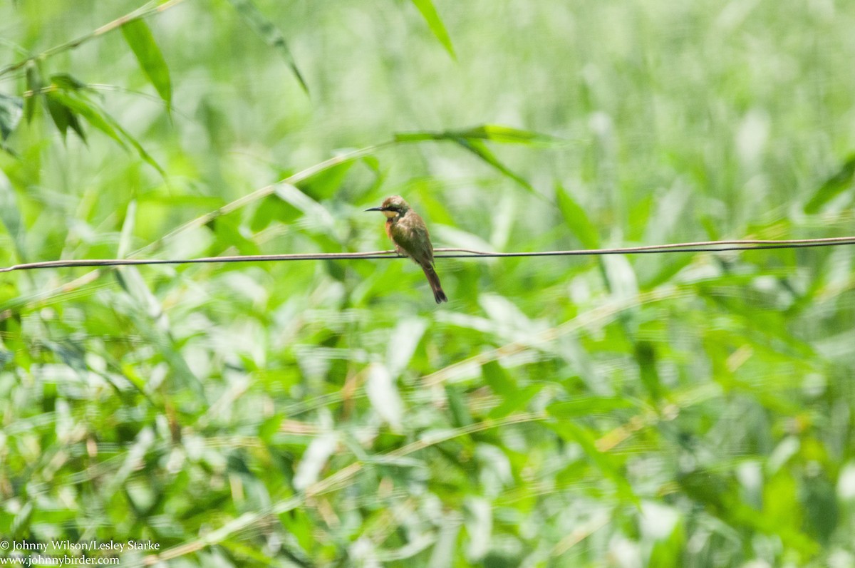 Little Bee-eater - ML250729151