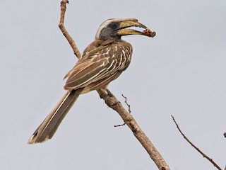  - Pale-billed Hornbill