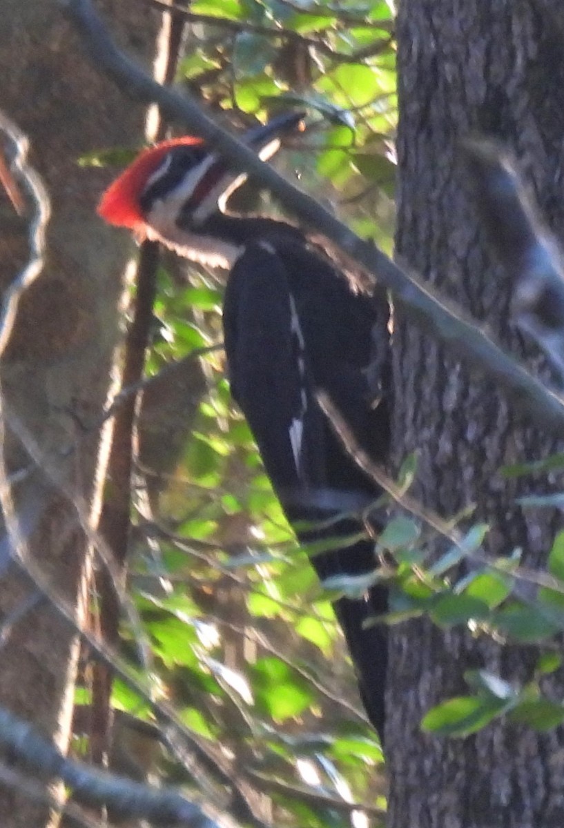 Pileated Woodpecker - Michelle Forte
