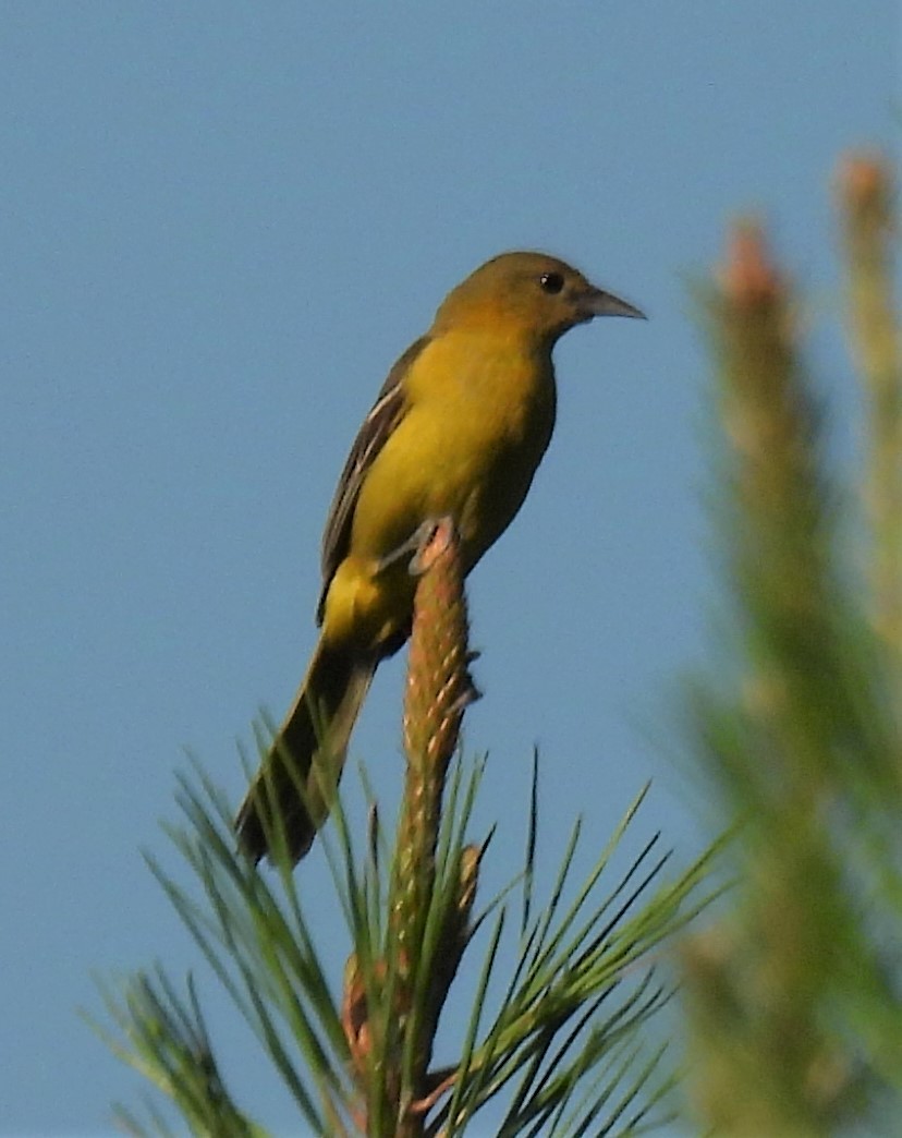 Orchard Oriole - ML250732821