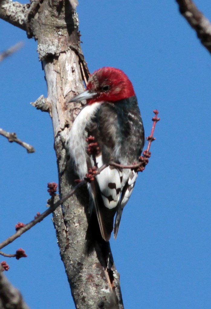 Red-headed Woodpecker - ML25073621