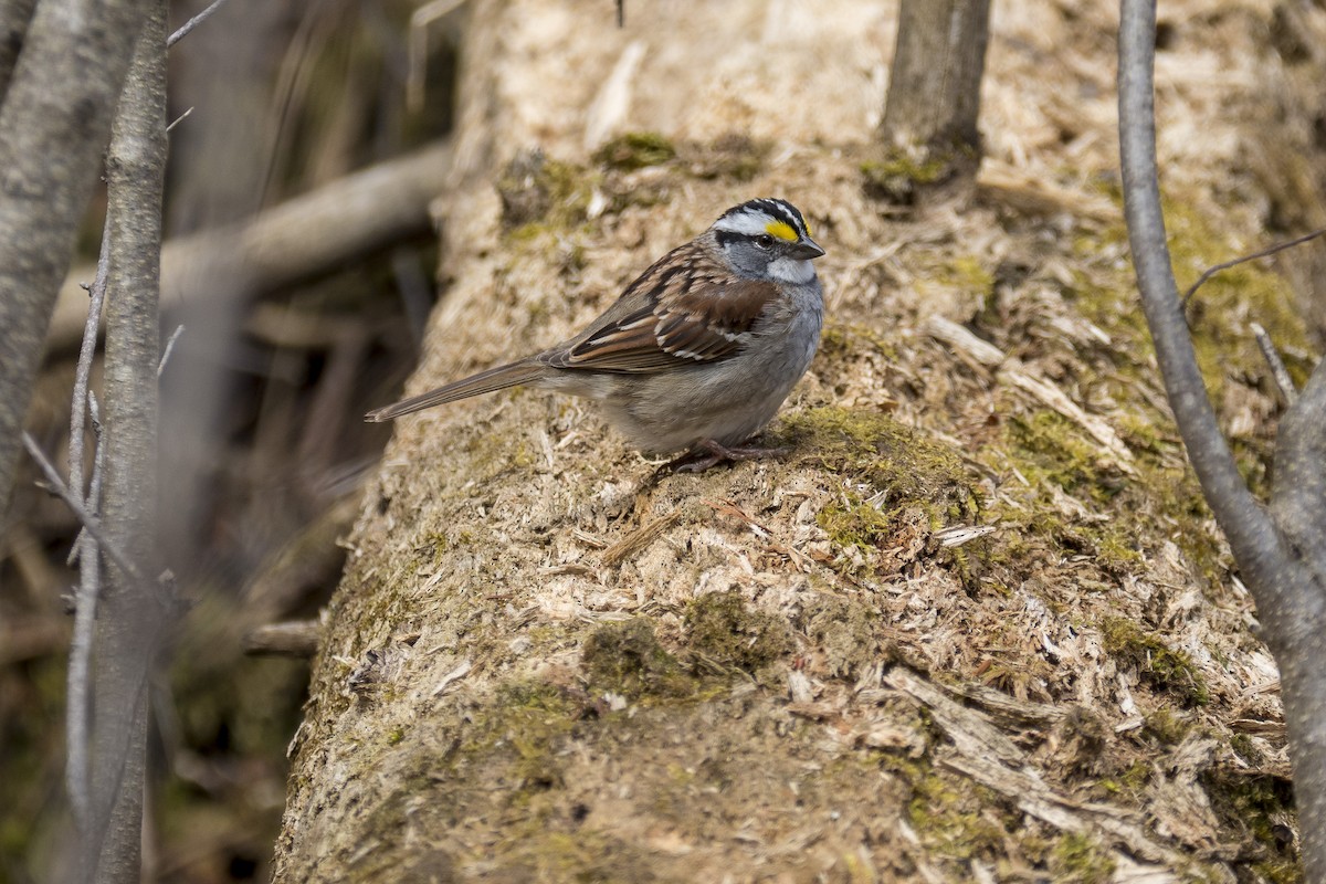 White-throated Sparrow - ML250736921