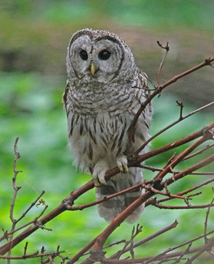 Barred Owl - ML250738361