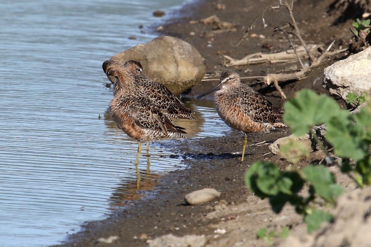 Long-billed Dowitcher - ML250741901
