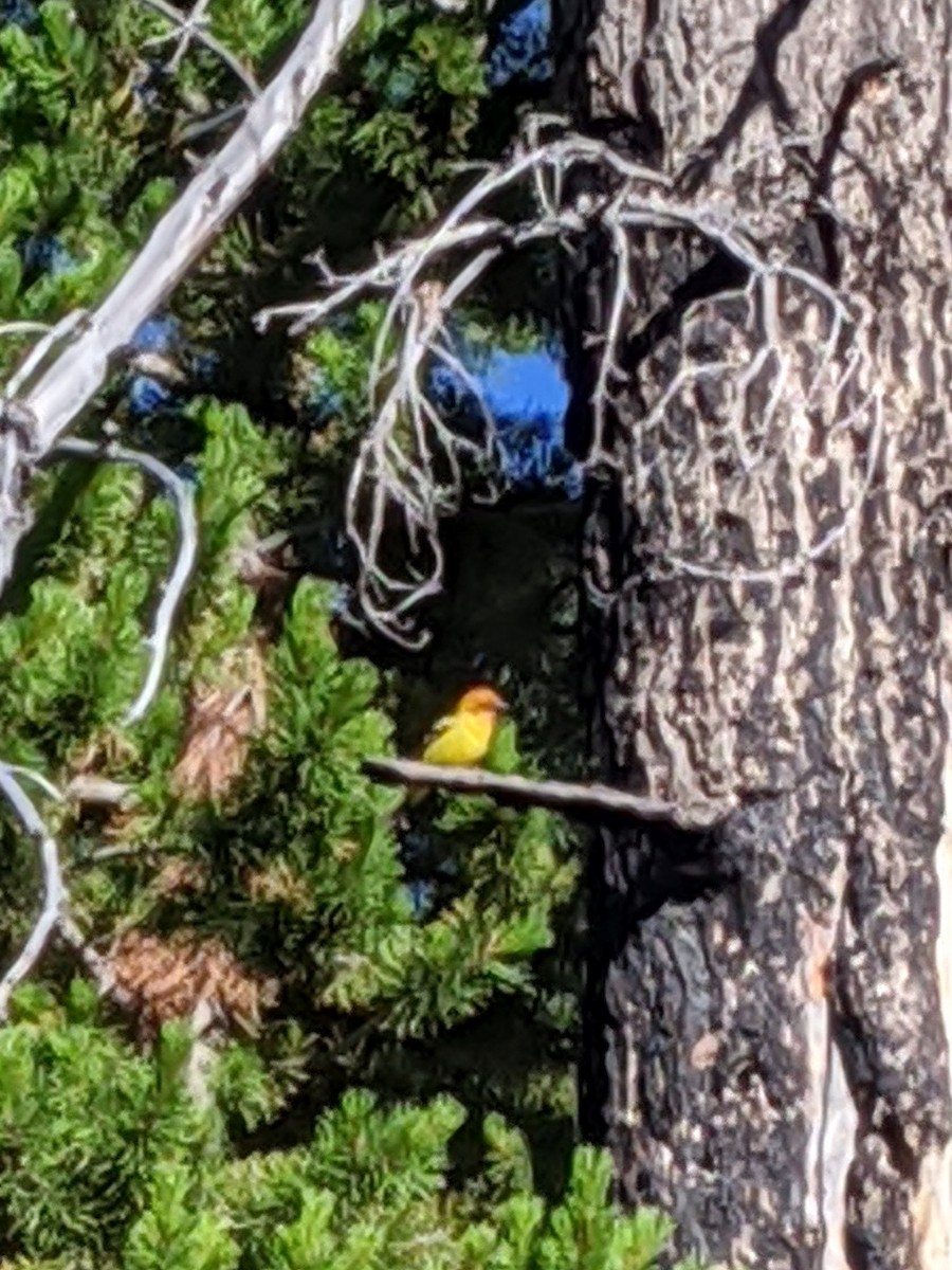 Western Tanager - ML250742931