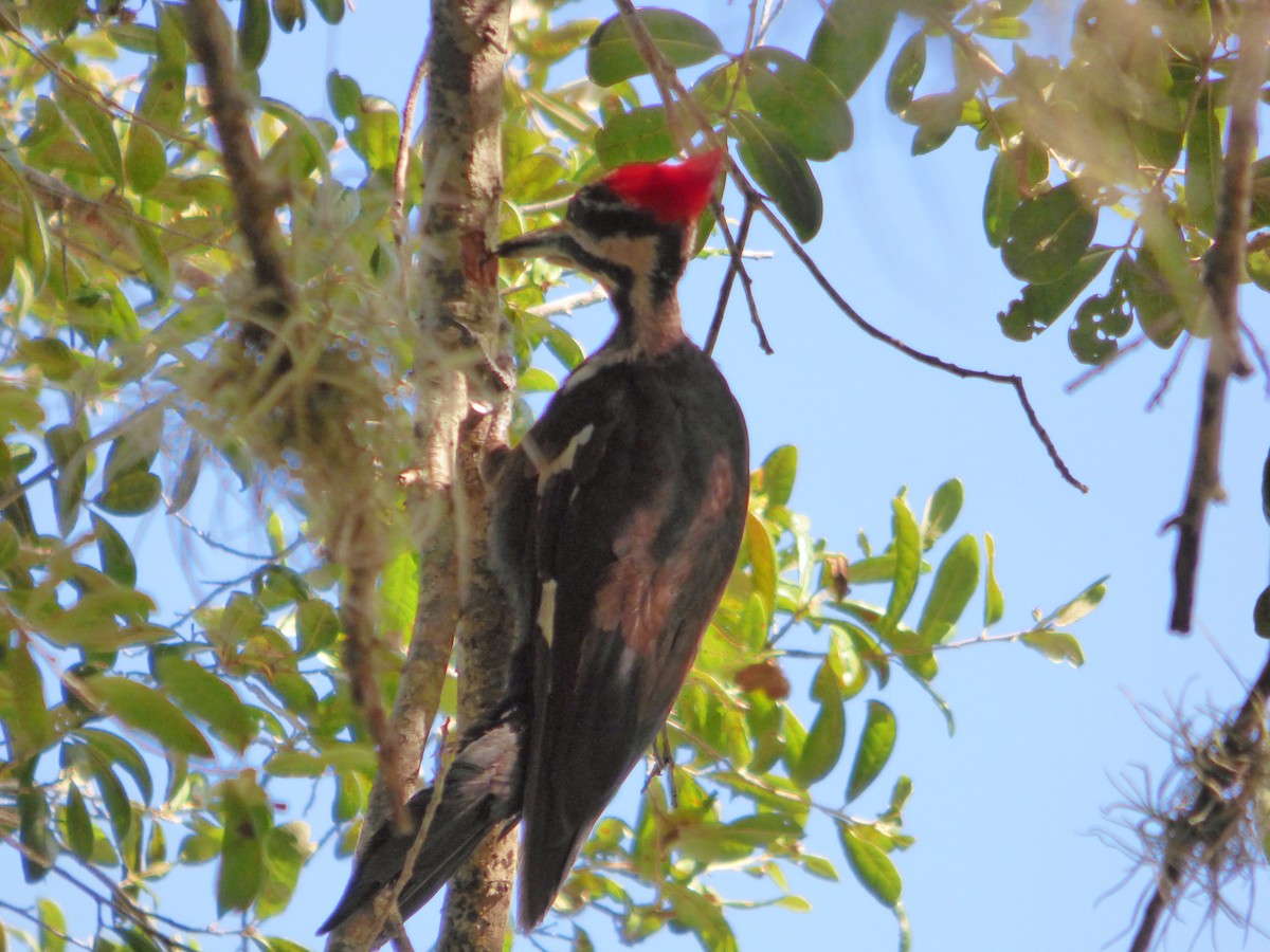 Pileated Woodpecker - ML250746521