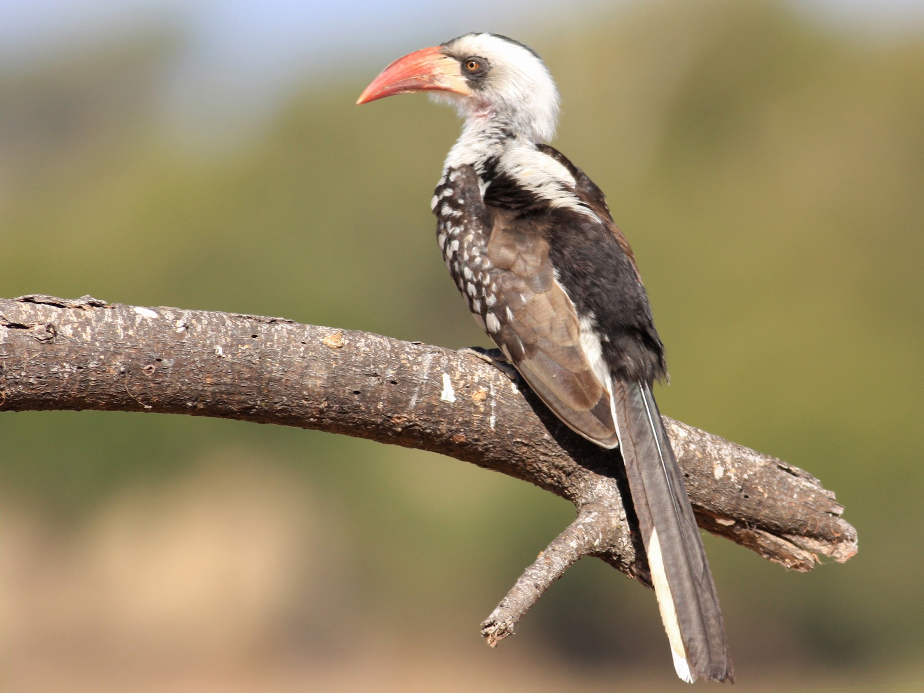 Tanzanian Red-billed Hornbill - eBird