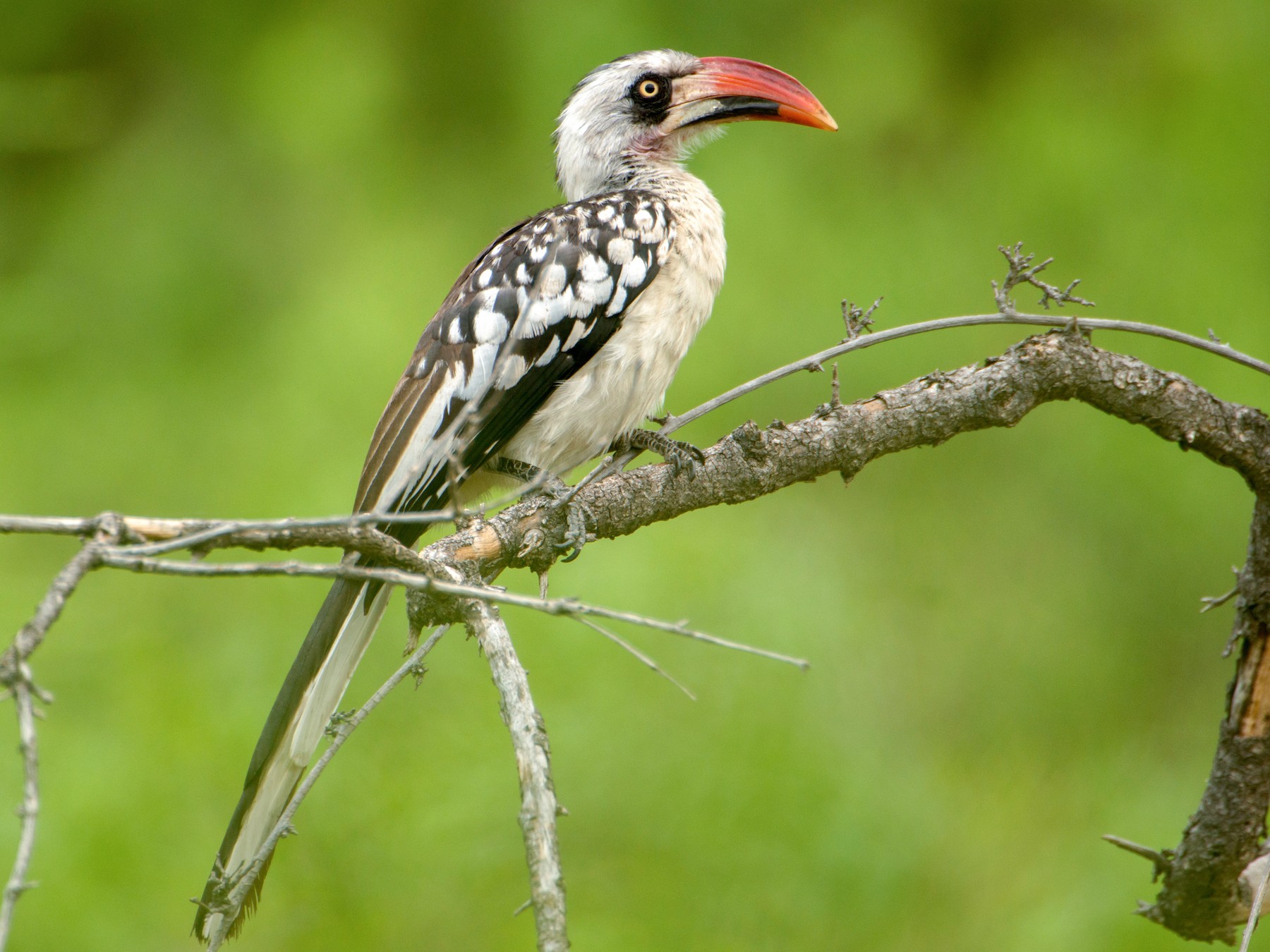 Tanzanian Red-billed Hornbill - eBird