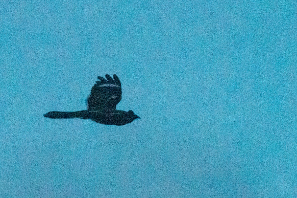 Slender-tailed Nightjar - ML250750151