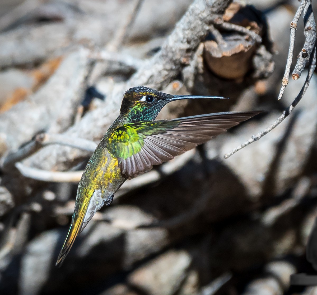 Rivoli's Hummingbird - Mary McSparen