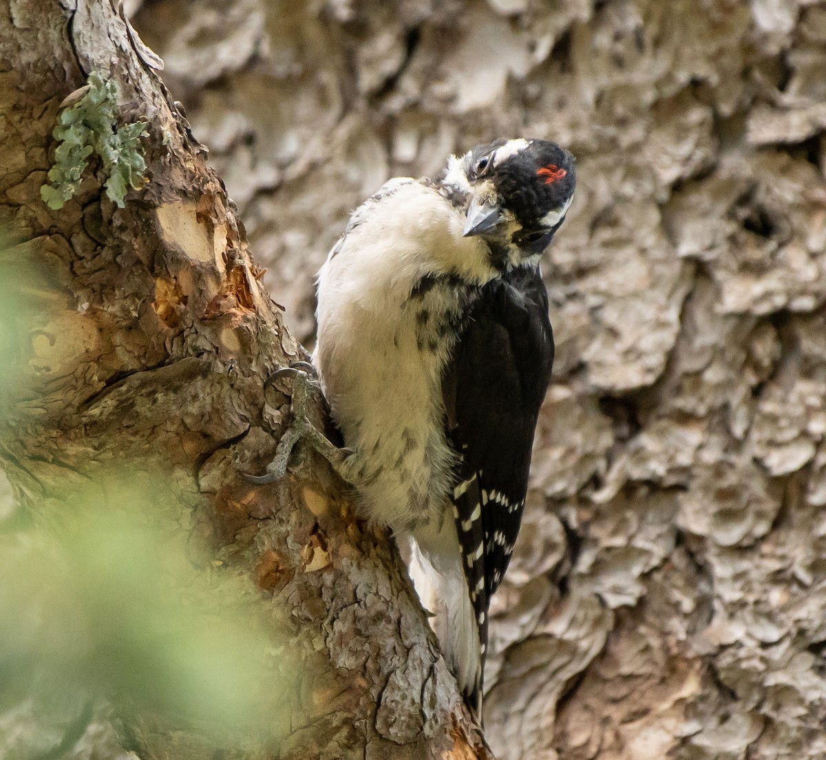 Hairy Woodpecker (Rocky Mts.) - Mary McSparen