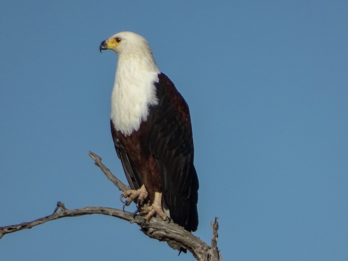 African Fish-Eagle - ML250758921