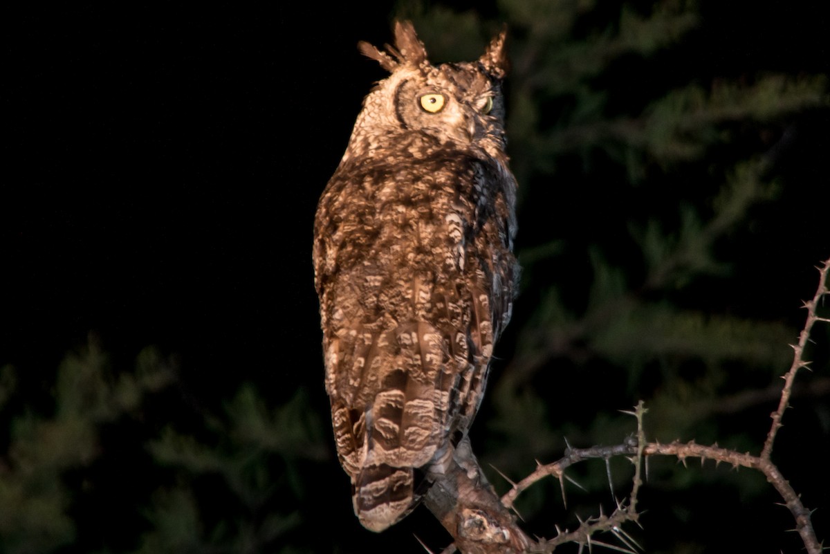 Spotted Eagle-Owl - William Kelley