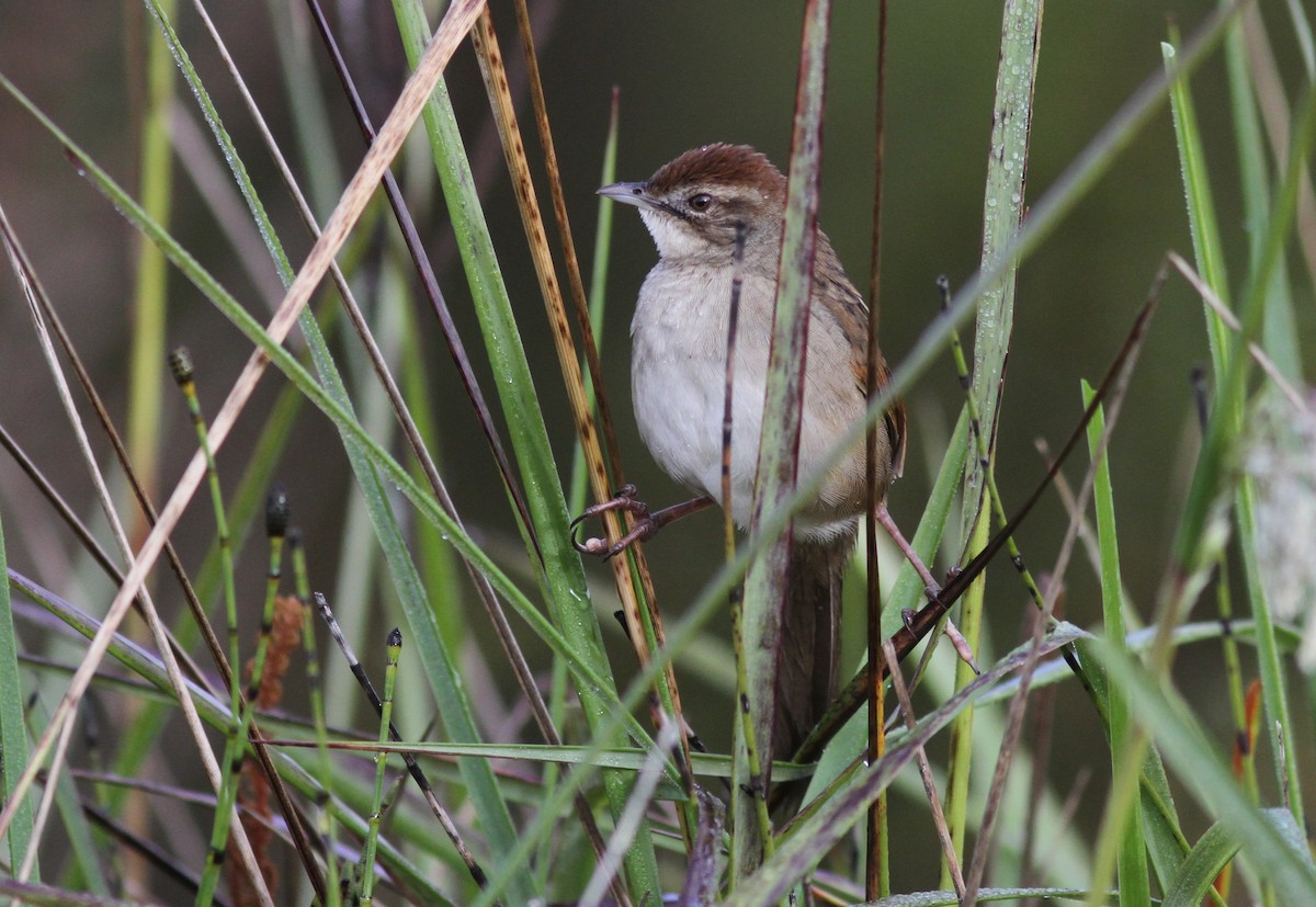 Papuan Grassbird - ML250760191