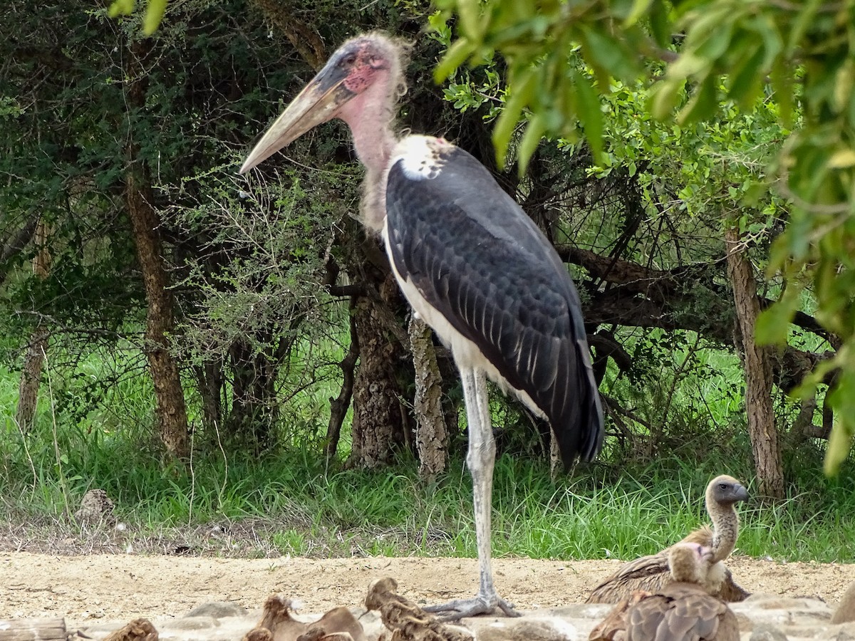 Marabou Stork - William Kelley