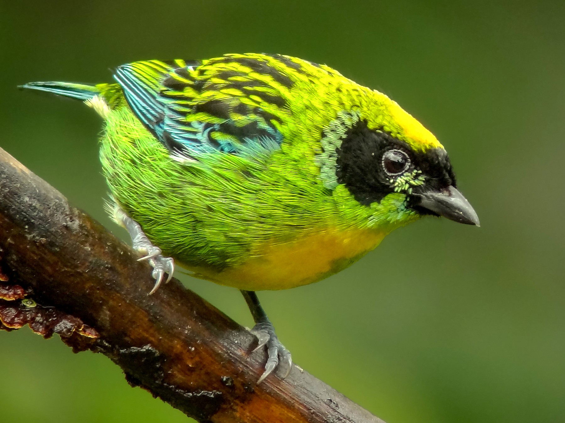 Green-and-gold Tanager - Andres Vasquez Noboa