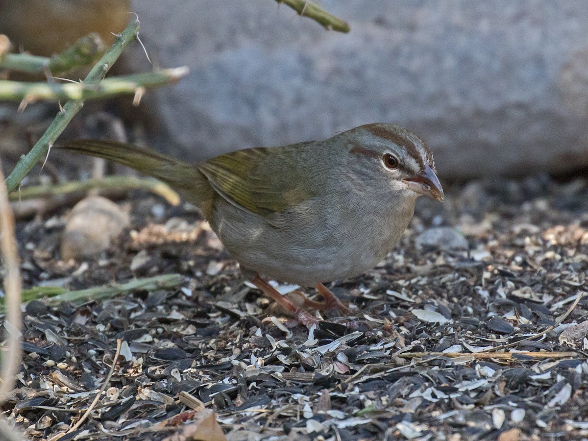 Olive Sparrow - Edward Plumer
