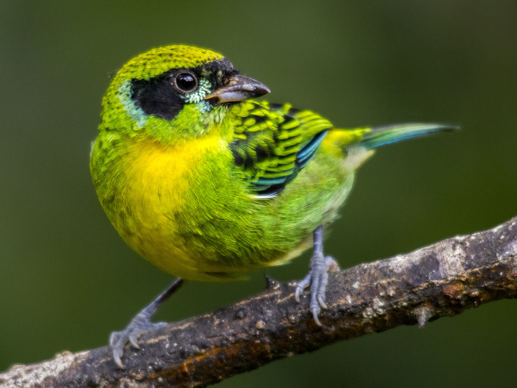 Green-and-gold Tanager - Andres Vasquez Noboa
