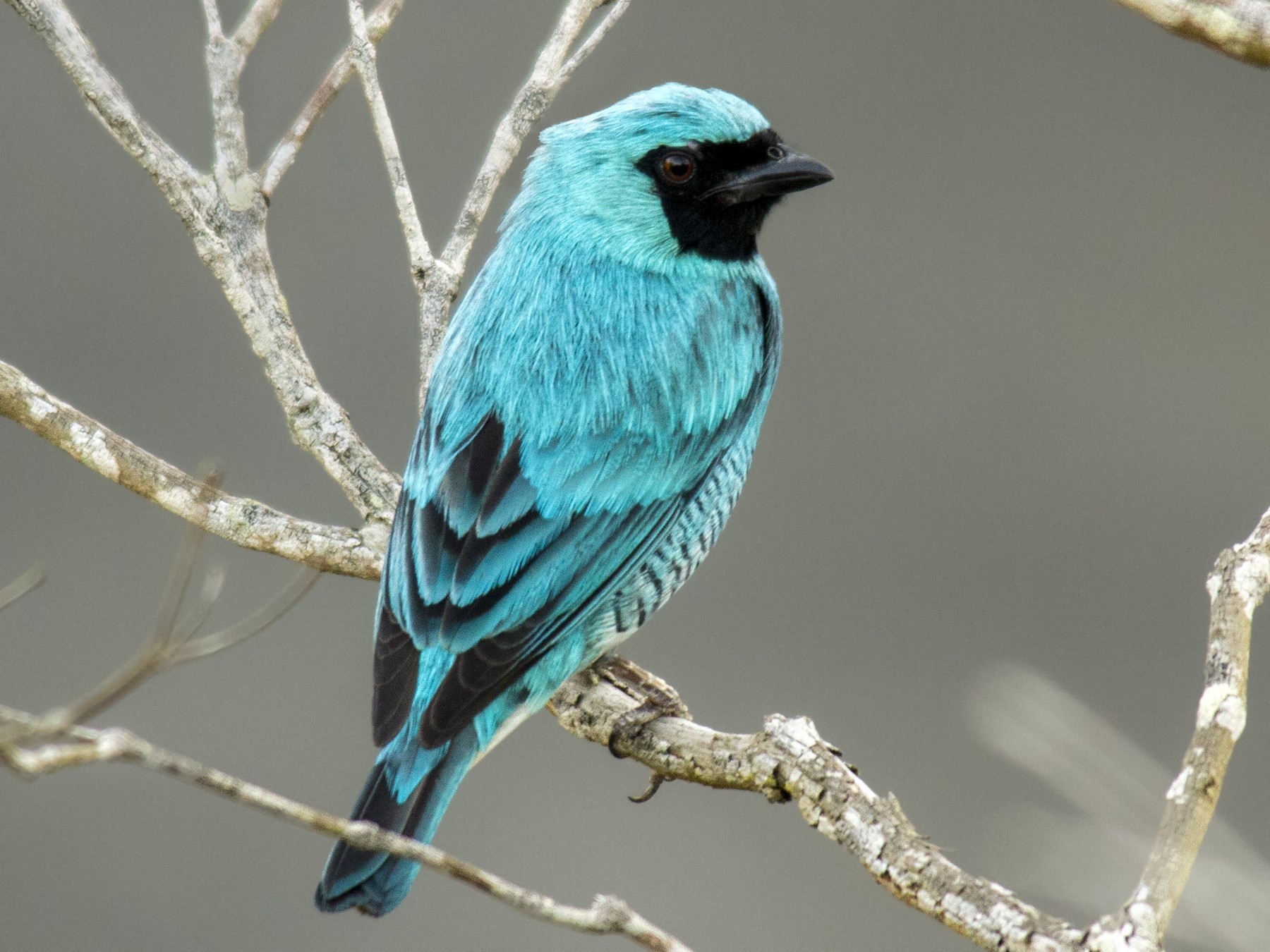 Swallow Tanager - Andres Vasquez Noboa