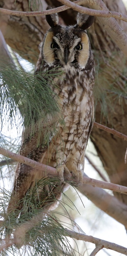 Long-eared Owl - Mark Scheel