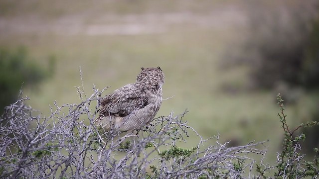 Lesser Horned Owl - ML250770051