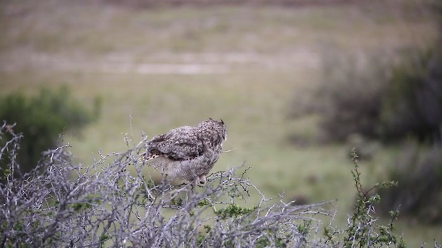 Lesser Horned Owl - ML250770191