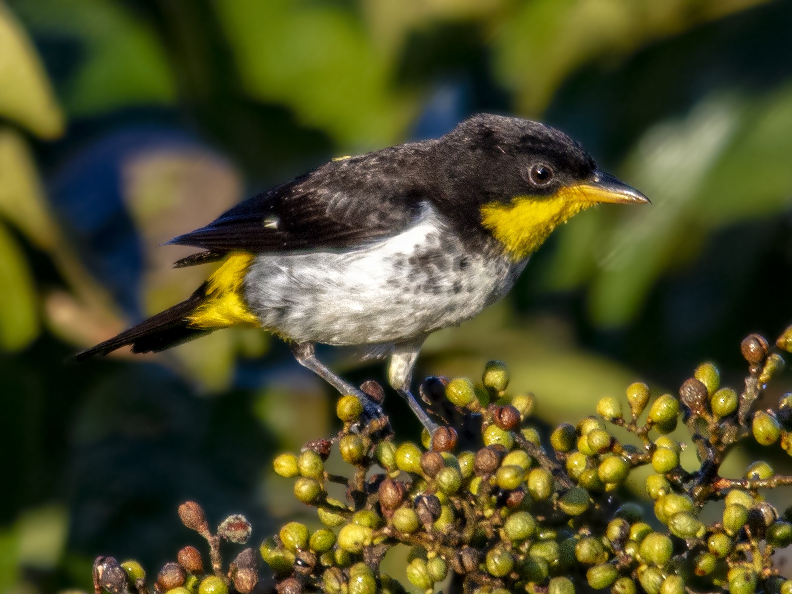 Yellow-backed Tanager - Andres Vasquez Noboa - Tropical Birding Tours