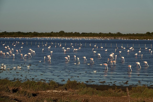 Birds in their breeding habitat; Provence-Alpes-Côte-d'Azur, France. - Greater Flamingo - 