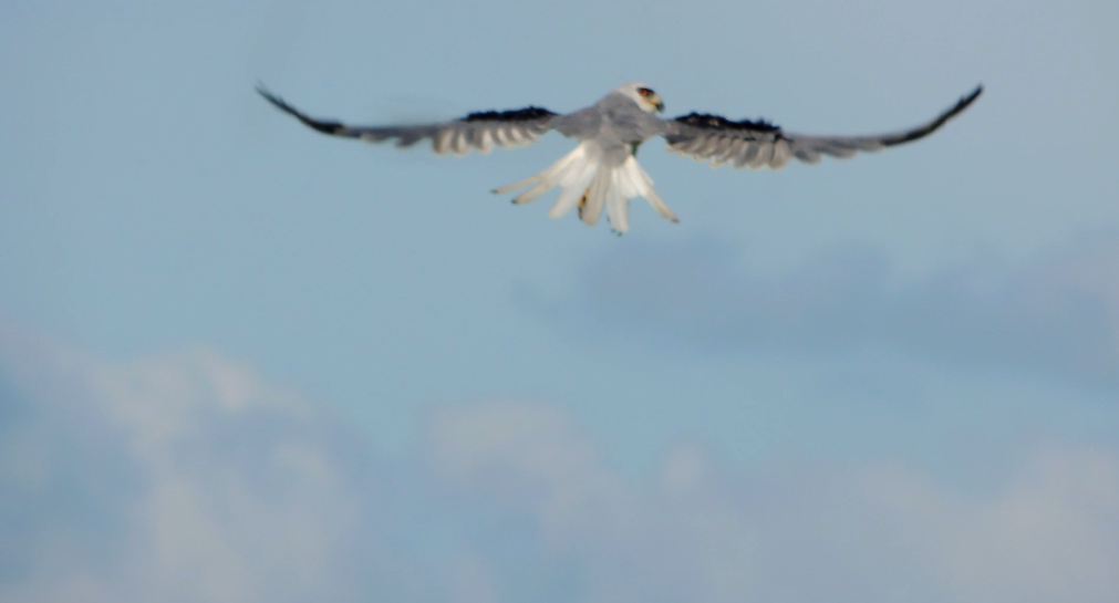 White-tailed Kite - Edwin Mora