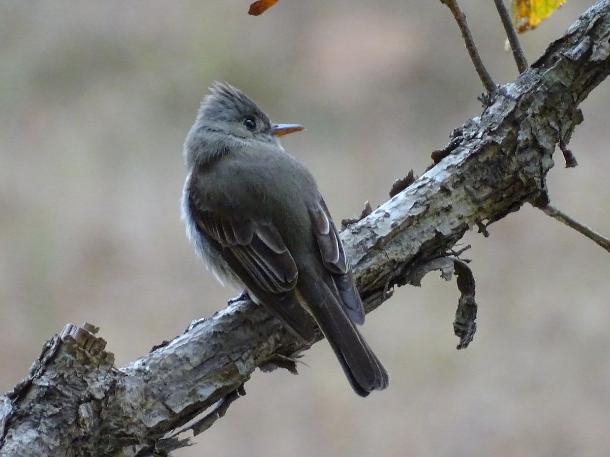 Greater Pewee - ML25077781